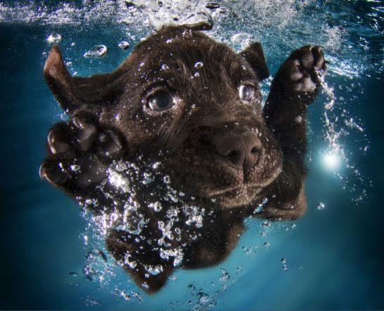 puppy swimming4